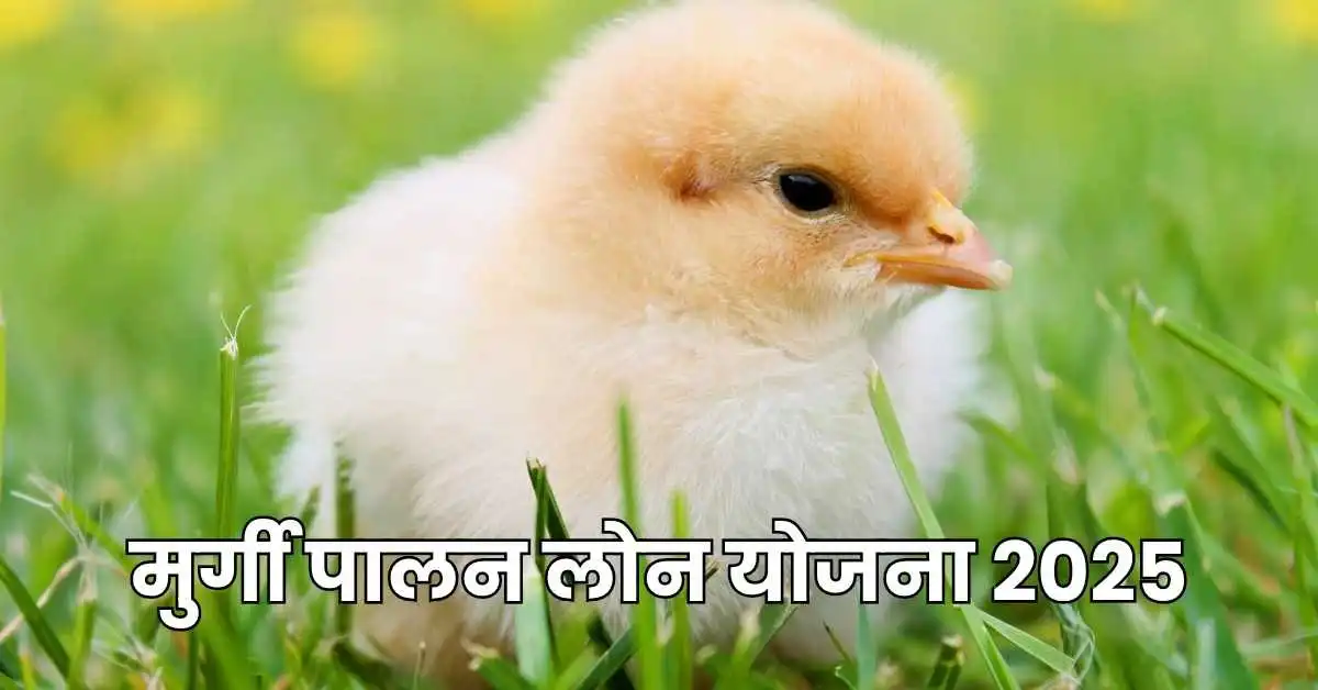 Murgi Palan Loan Yojana 2025: अब अपना पोल्ट्री फार्म खोलिए आसान लोन के साथ 1 1000272534